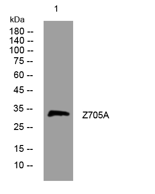 1 - Z705A Rabbit Polyclonal Antibody AP93339