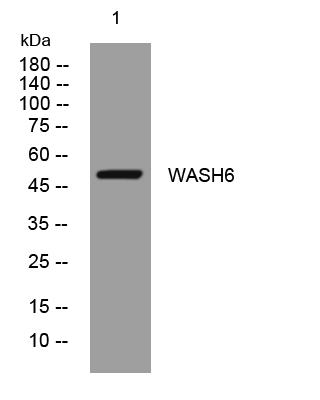 1 - WASH6 Rabbit Polyclonal Antibody AP93344