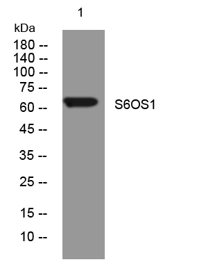 1 - S6OS1 Rabbit Polyclonal Antibody AP93347