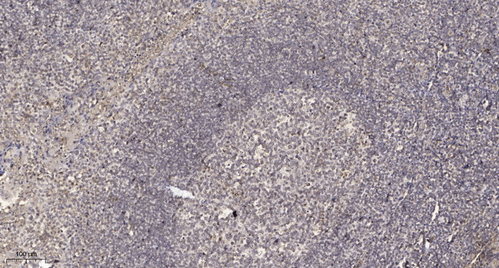 2 - DB123 Rabbit Polyclonal Antibody AP93348