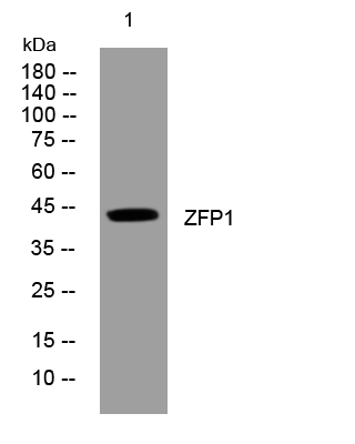 1 - ZFP1 Rabbit Polyclonal Antibody AP93350