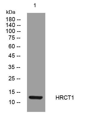 1 - HRCT1 Rabbit Polyclonal Antibody AP93351