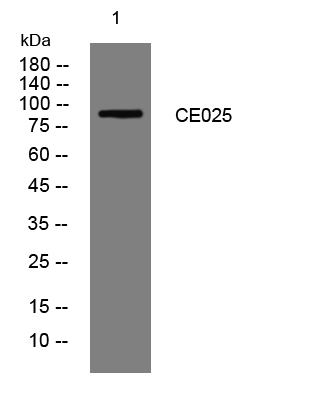 1 - CE025 Rabbit Polyclonal Antibody AP93352