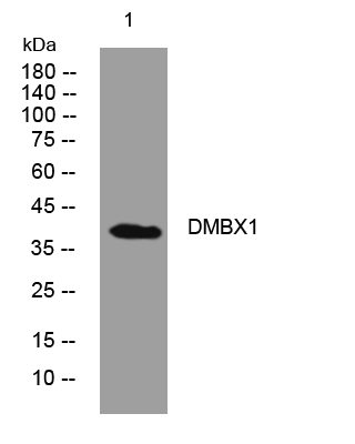 1 - DMBX1 Rabbit Polyclonal Antibody AP93356