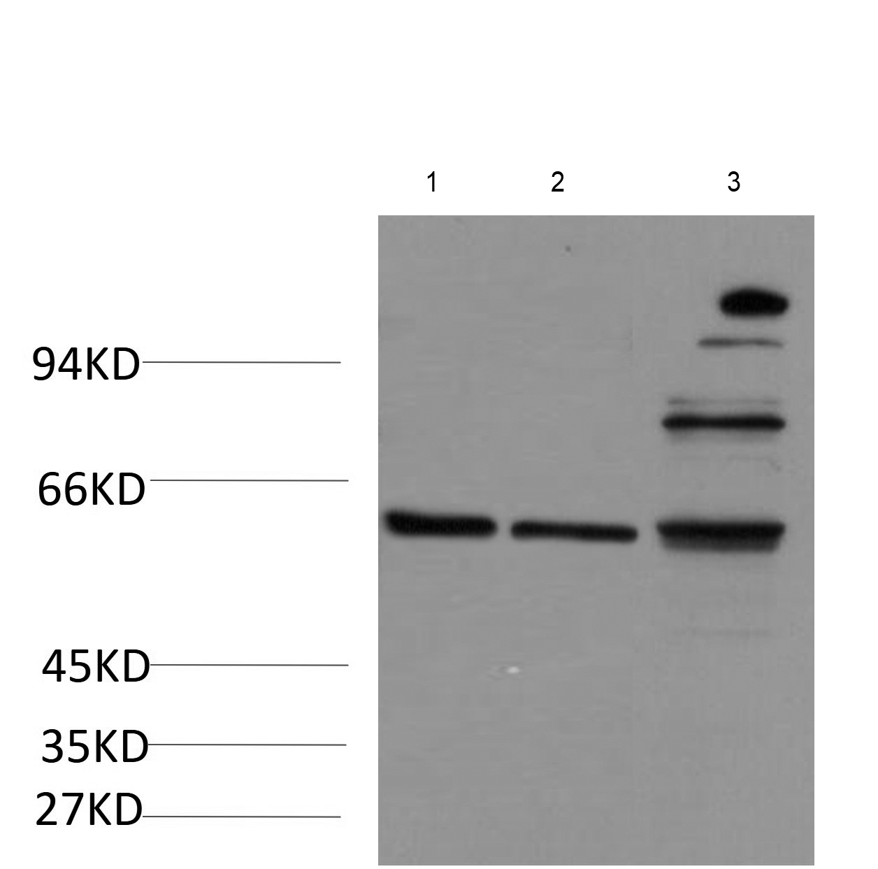 1 - Aurora A (2B3) Mouse Monoclonal Antibody AP93359