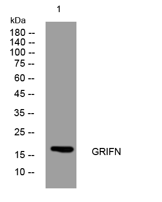 1 - GRIFN Rabbit Polyclonal Antibody AP93362