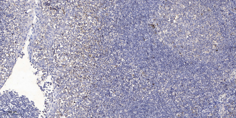 2 - COX16 Rabbit Polyclonal Antibody AP93363