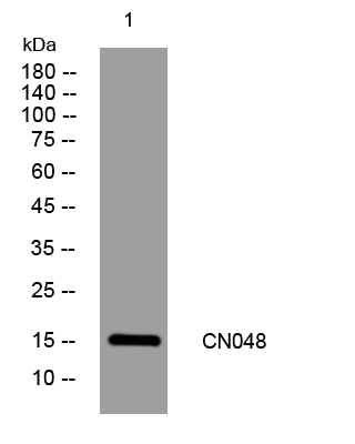 1 - CN048 Rabbit Polyclonal Antibody AP93364