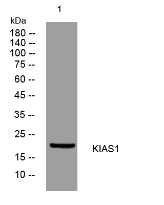 1 - KIAS1 Rabbit Polyclonal Antibody AP93367