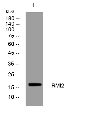 1 - RMI2 Rabbit Polyclonal Antibody AP93370