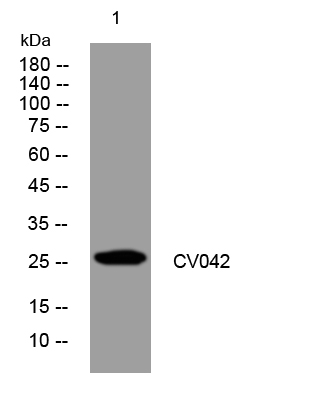 1 - CV042 Rabbit Polyclonal Antibody AP93372