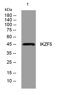 1 - IKZF5 Rabbit Polyclonal Antibody AP93373