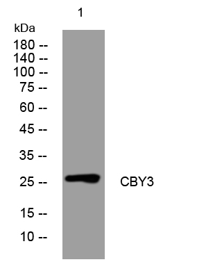 1 - CBY3 Rabbit Polyclonal Antibody AP93374