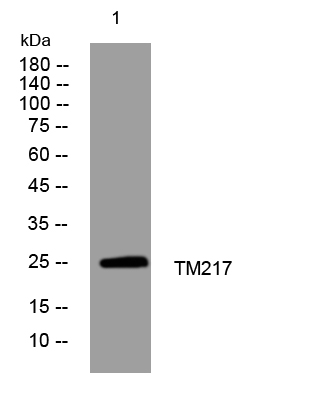 1 - TM217 Rabbit Polyclonal Antibody AP93375