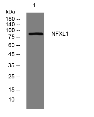 1 - NFXL1 Rabbit Polyclonal Antibody AP93376