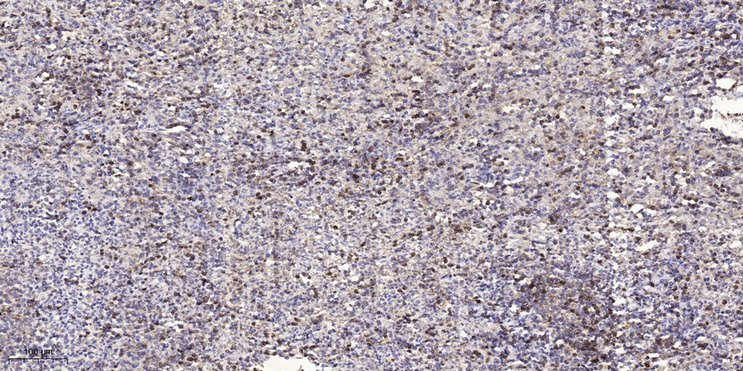 2 - LCE4A Rabbit Polyclonal Antibody AP93377