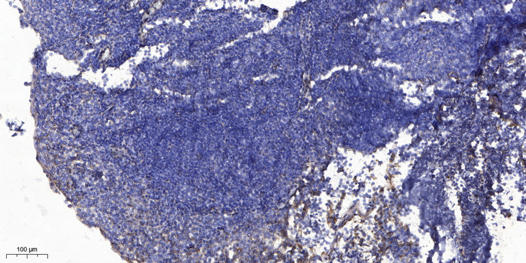 2 - CE027 Rabbit Polyclonal Antibody AP93379