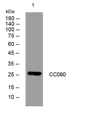 1 - CC080 Rabbit Polyclonal Antibody AP93380