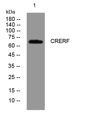 1 - CRERF Rabbit Polyclonal Antibody AP93382