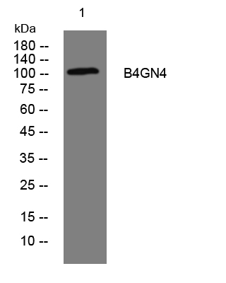 1 - B4GN4 Rabbit Polyclonal Antibody AP93383