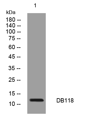 1 - DB118 Rabbit Polyclonal Antibody AP93384
