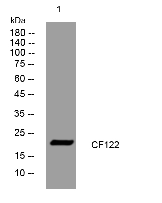 1 - CF122 Rabbit Polyclonal Antibody AP93386