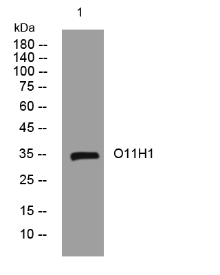 1 - O11H1 Rabbit Polyclonal Antibody AP93389