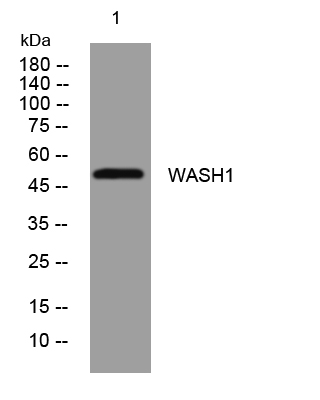 1 - WASH1 Rabbit Polyclonal Antibody AP93391