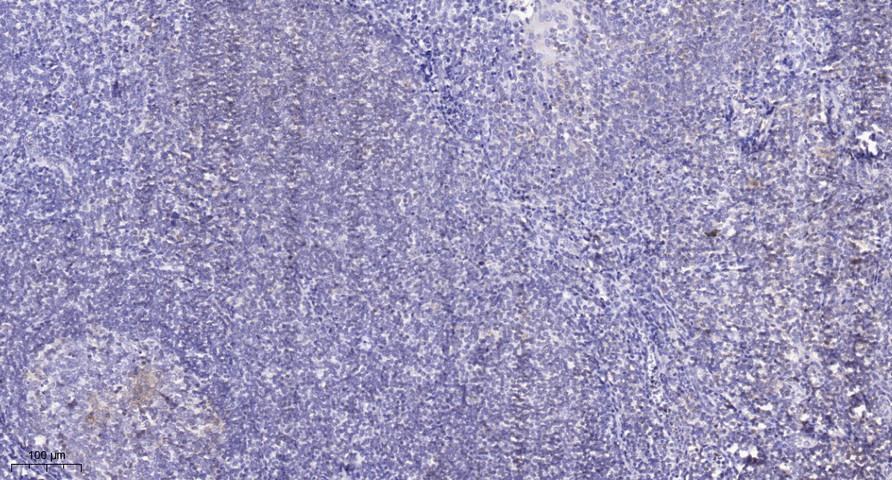 2 - CX068 Rabbit Polyclonal Antibody AP93394