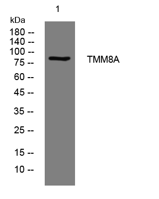 1 - TMM8A Rabbit Polyclonal Antibody AP93399