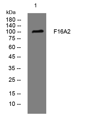 1 - F16A2 Rabbit Polyclonal Antibody AP93404