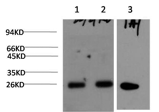 1 - P27 Kip1 (1A7) Mouse Monoclonal Antibody AP93409
