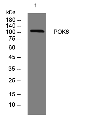 1 - POK6 Rabbit Polyclonal Antibody AP93412
