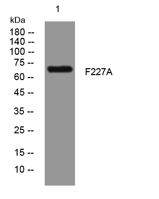 1 - F227A Rabbit Polyclonal Antibody AP93420