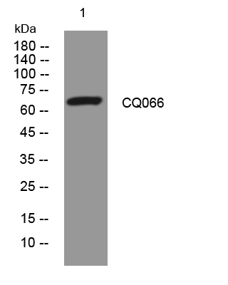 1 - CQ066 Rabbit Polyclonal Antibody AP93421