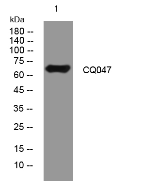 1 - CQ047 Rabbit Polyclonal Antibody AP93422