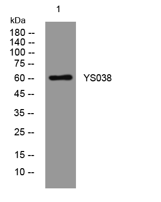 1 - YS038 Rabbit Polyclonal Antibody AP93423
