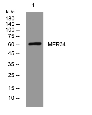 1 - MER34 Rabbit Polyclonal Antibody AP93428