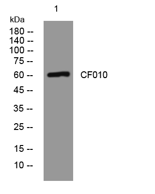 1 - CF010 Rabbit Polyclonal Antibody AP93429