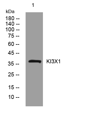 1 - KI3X1 Rabbit Polyclonal Antibody AP93438