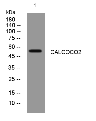 1 - CALCOCO2 Rabbit Polyclonal Antibody AP93440