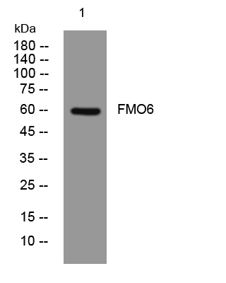 1 - FMO6 Rabbit Polyclonal Antibody AP93441