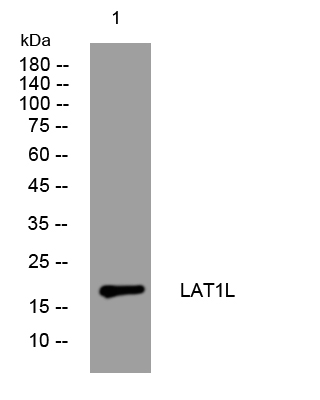 1 - LAT1L Rabbit Polyclonal Antibody AP93445
