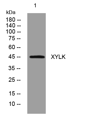 1 - XYLK Rabbit Polyclonal Antibody AP93446