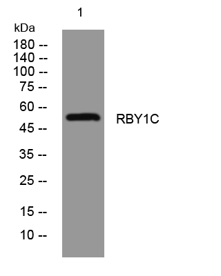 1 - RBY1C Rabbit Polyclonal Antibody AP93448