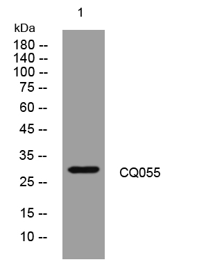 1 - CQ055 Rabbit Polyclonal Antibody AP93452