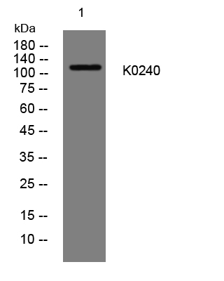 1 - K0240 Rabbit Polyclonal Antibody AP93454