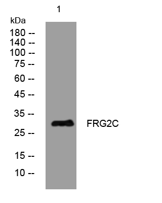 1 - FRG2C Rabbit Polyclonal Antibody AP93458