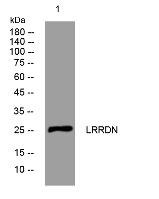1 - LRRDN Rabbit Polyclonal Antibody AP93463