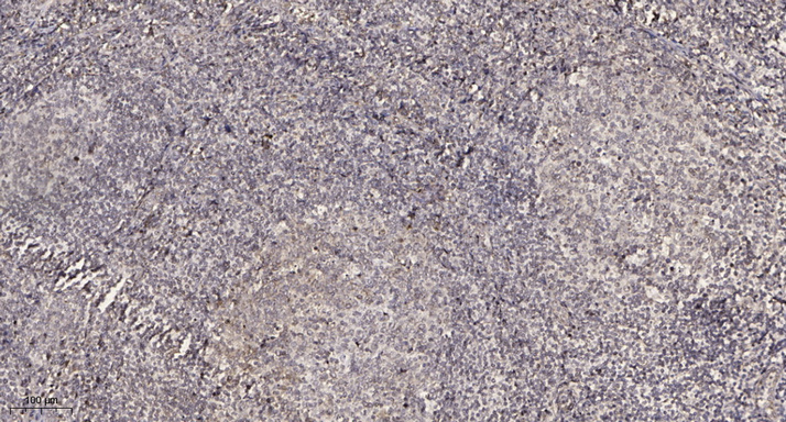 2 - RL37L Rabbit Polyclonal Antibody AP93466
